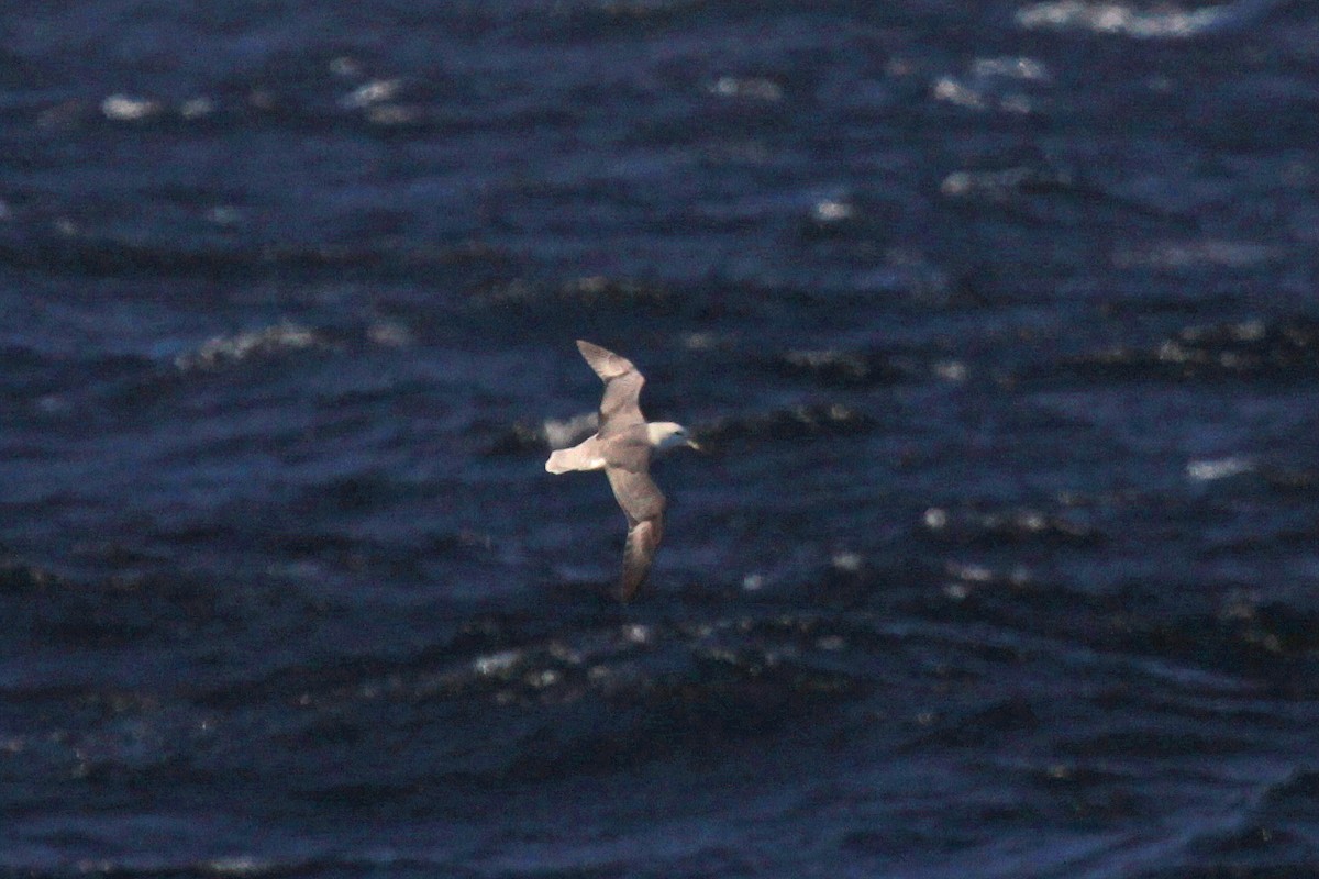 Northern Fulmar - ML647581693