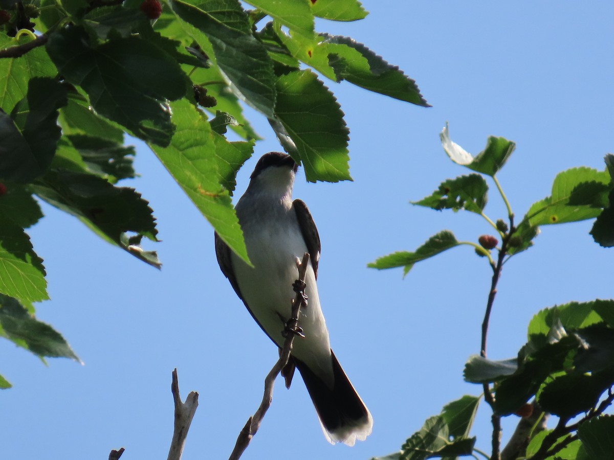 Tirano Oriental - ML647581695