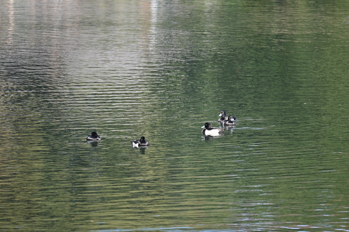 鳳頭潛鴨 - ML647581698