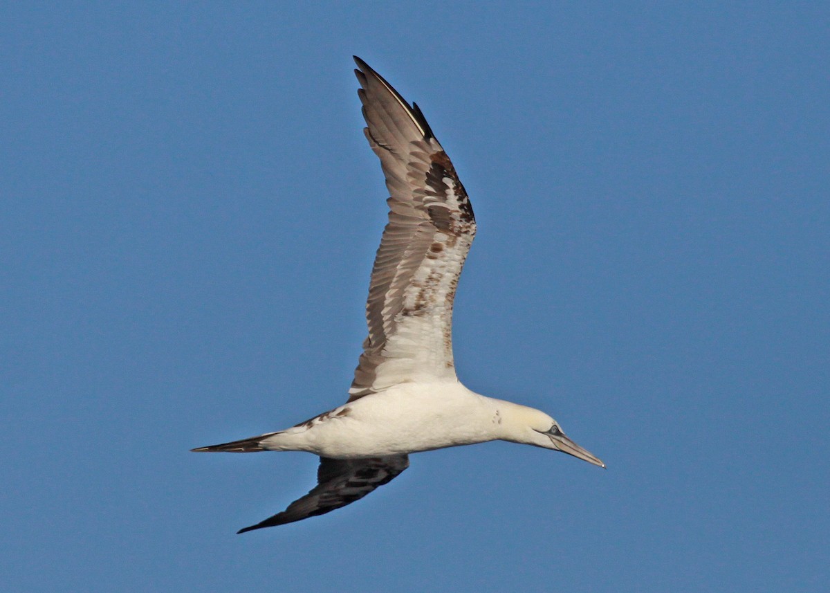 סולה מצויה - ML647581703