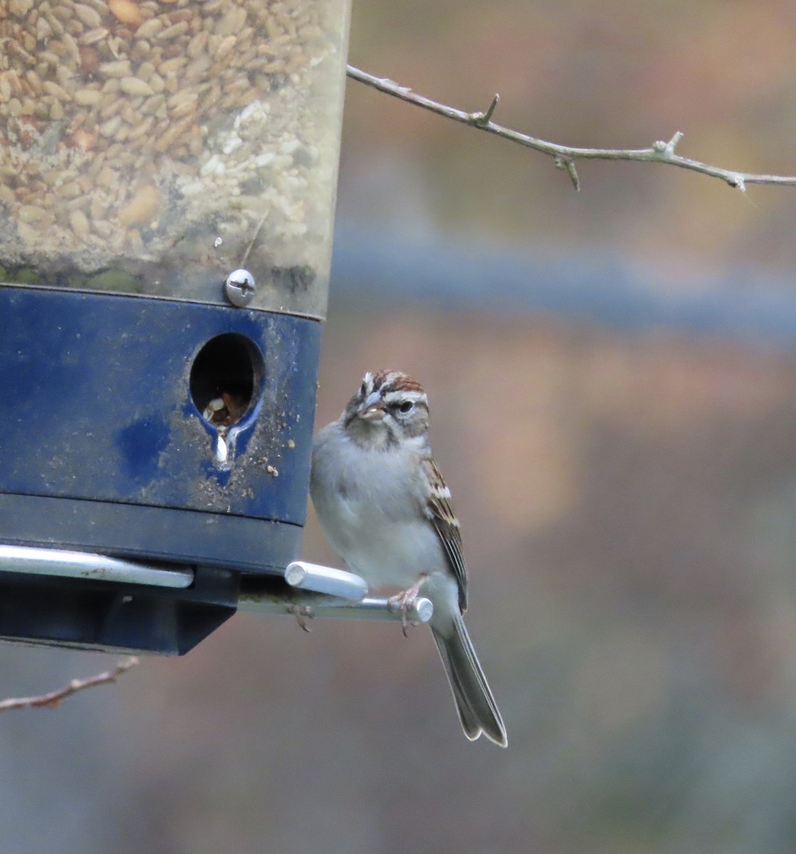 Chipping Sparrow - ML647581704