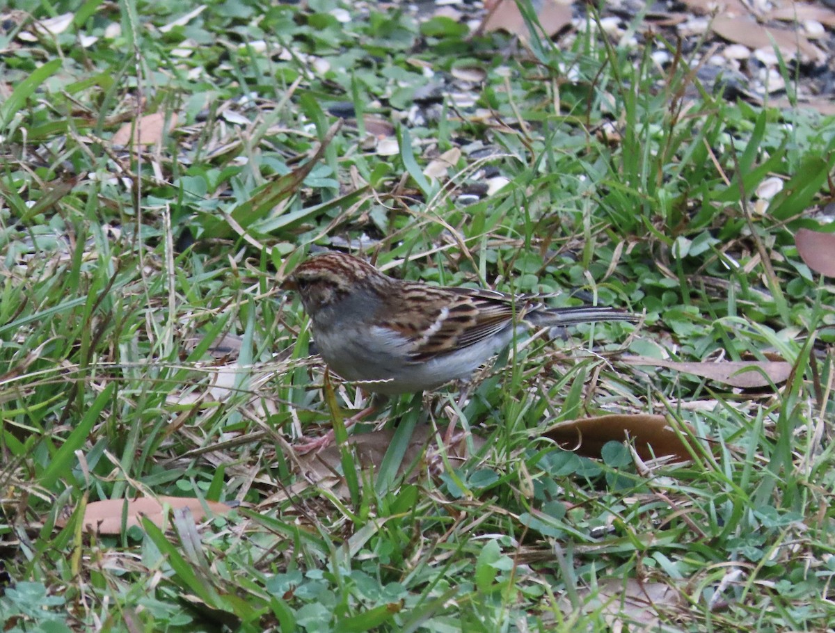 Chipping Sparrow - ML647581705