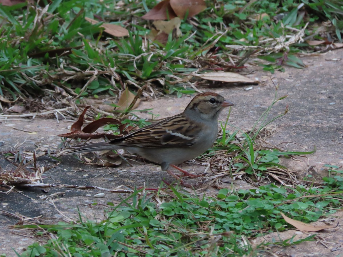 Chipping Sparrow - ML647581706