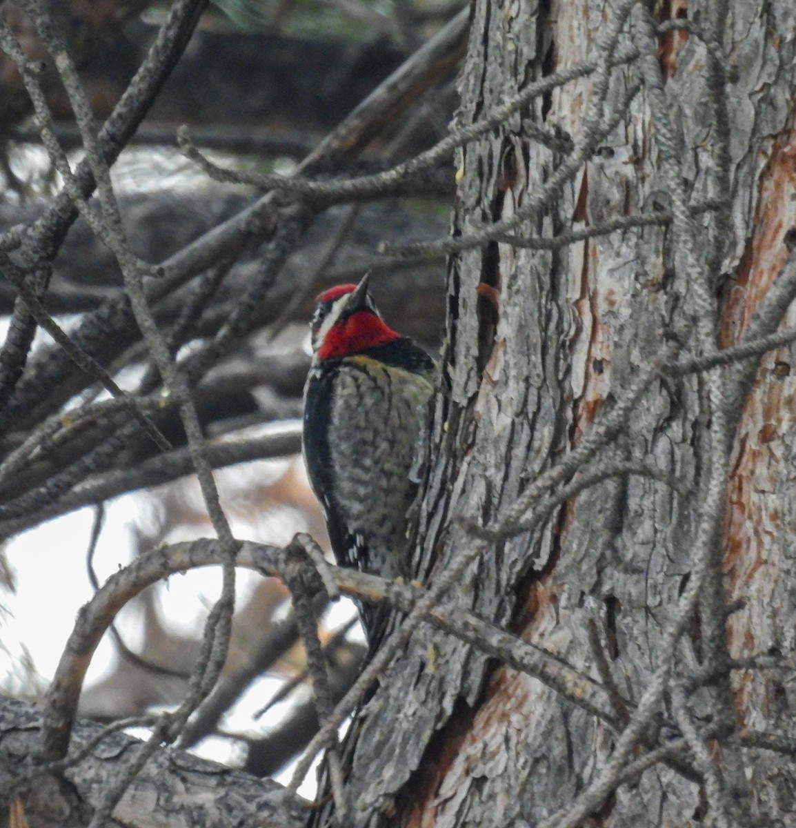 Red-naped Sapsucker - ML647581707