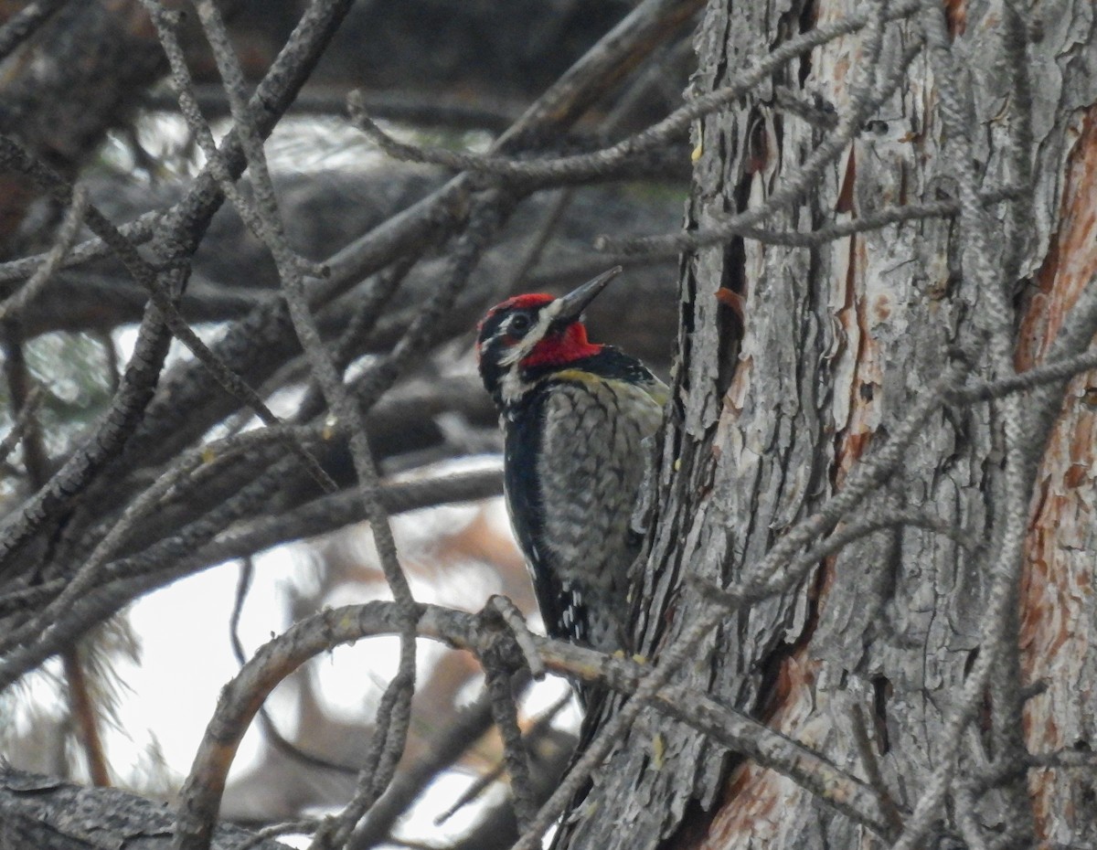 Red-naped Sapsucker - ML647581709
