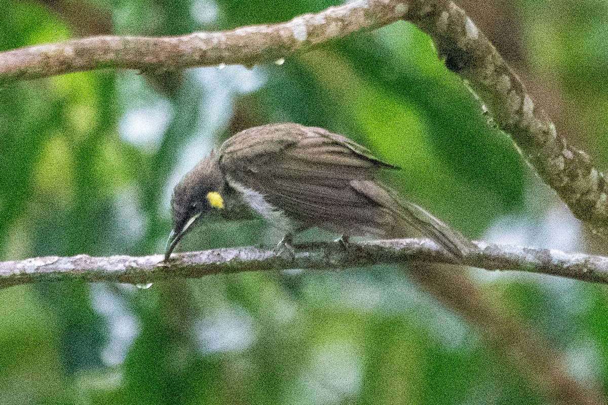 Sarı Yanaklı Balkuşu - ML647581732