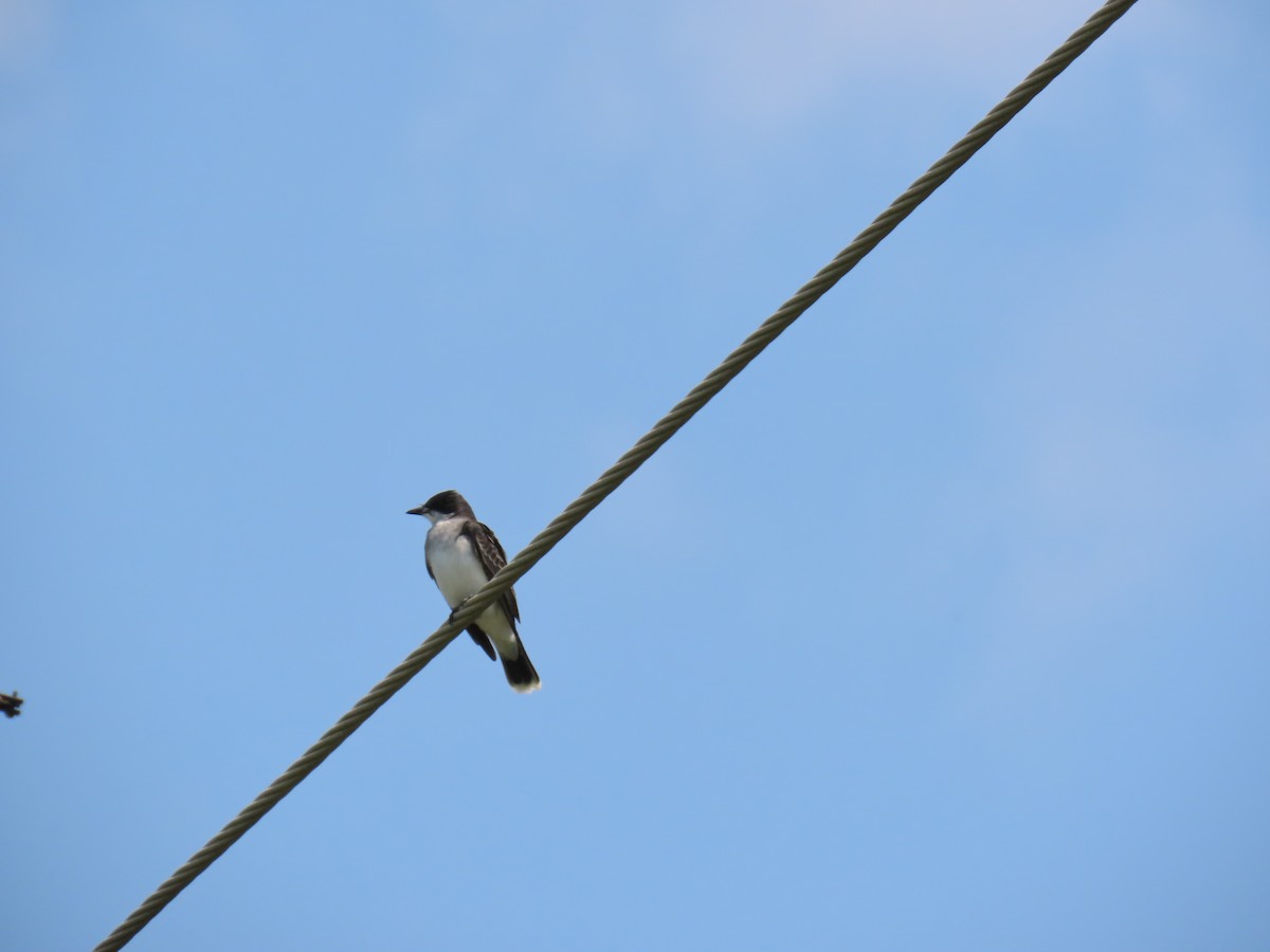 Tirano Oriental - ML647581738