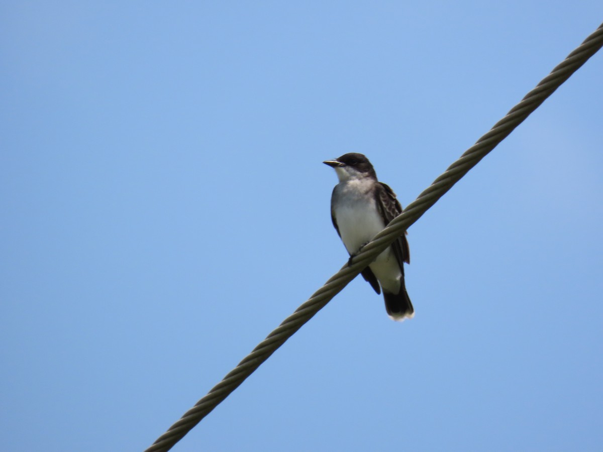 Tirano Oriental - ML647581739