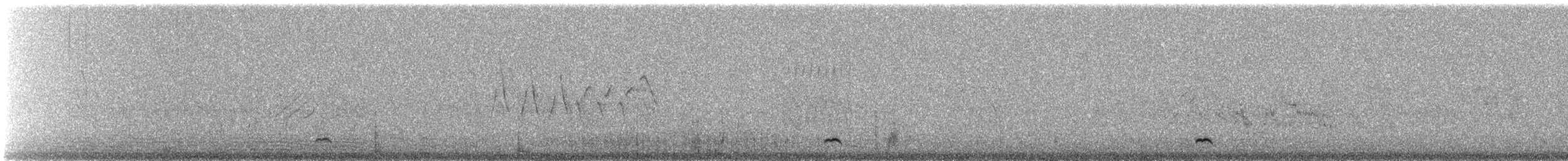 Northern Pintail - ML647581742