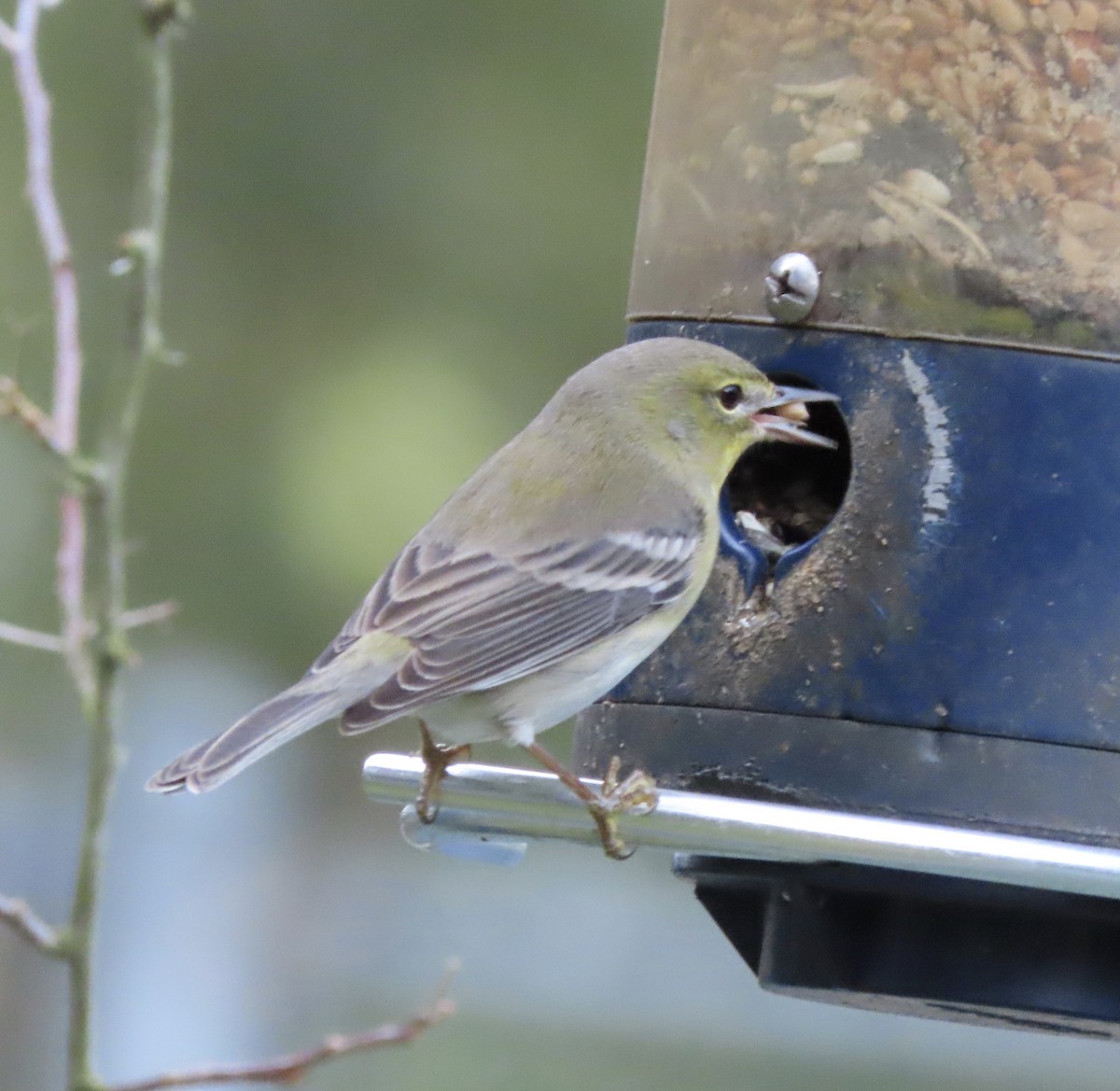 Pine Warbler - ML647581744