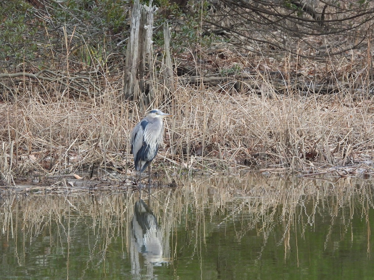 Great Blue Heron - ML647581761