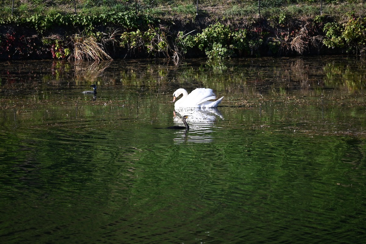 疣鼻天鵝 - ML647581771