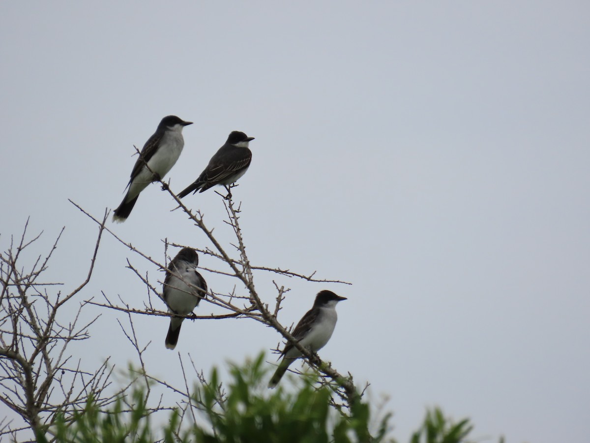 Tirano Oriental - ML647581778