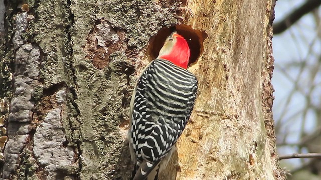 Red-bellied Woodpecker - ML647581789