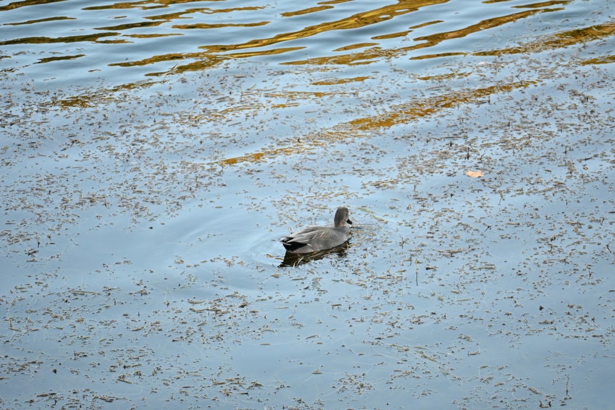 赤膀鴨 - ML647581790