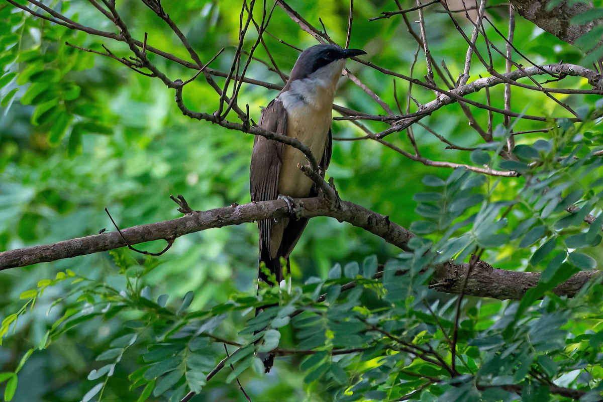 Dark-billed Cuckoo - ML647581791