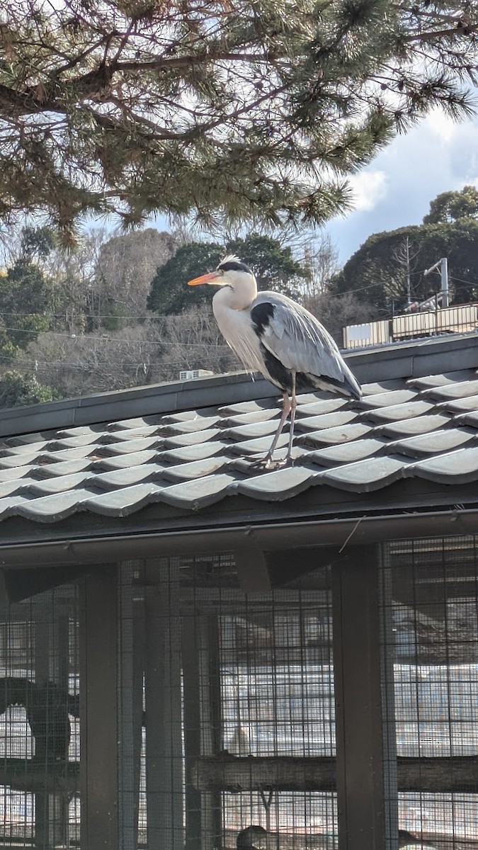 蒼鷺 - ML647581792