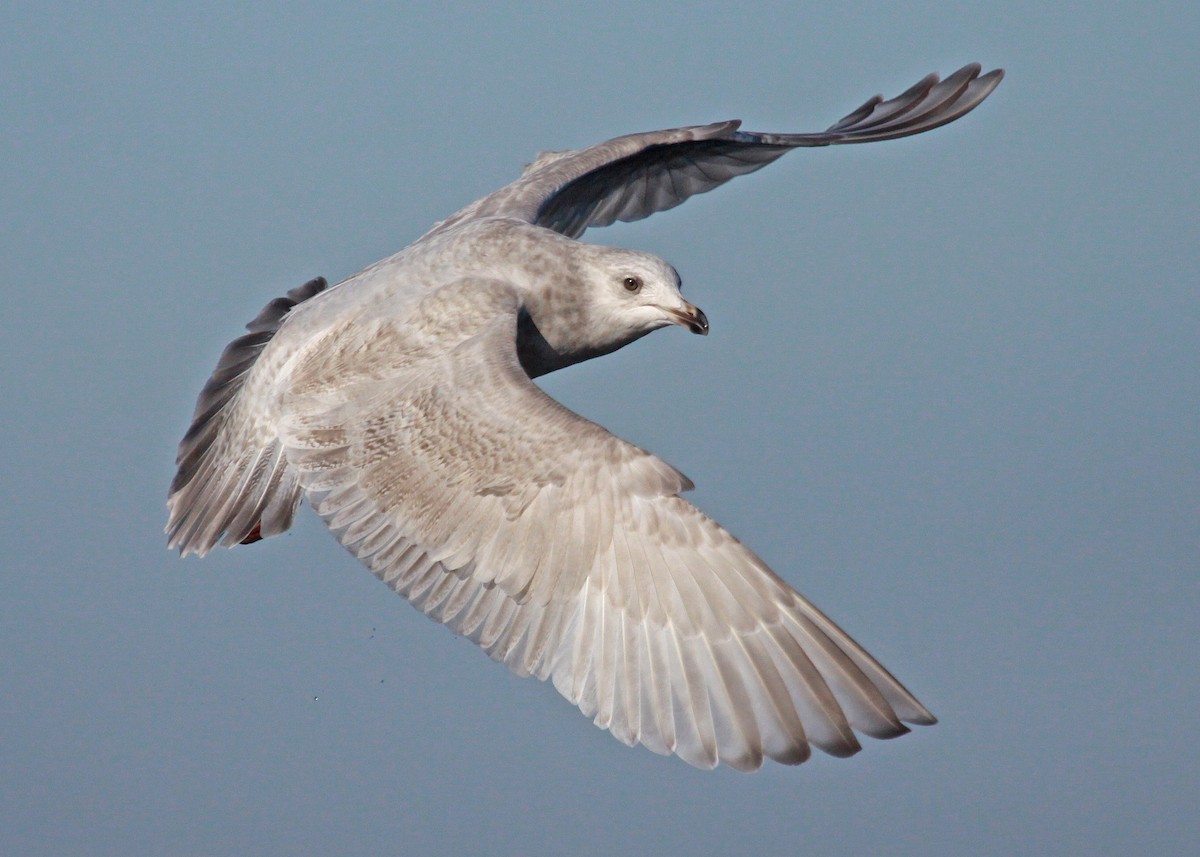 アイスランドカモメ（亜種 クムリーンカモメ） - ML647581796