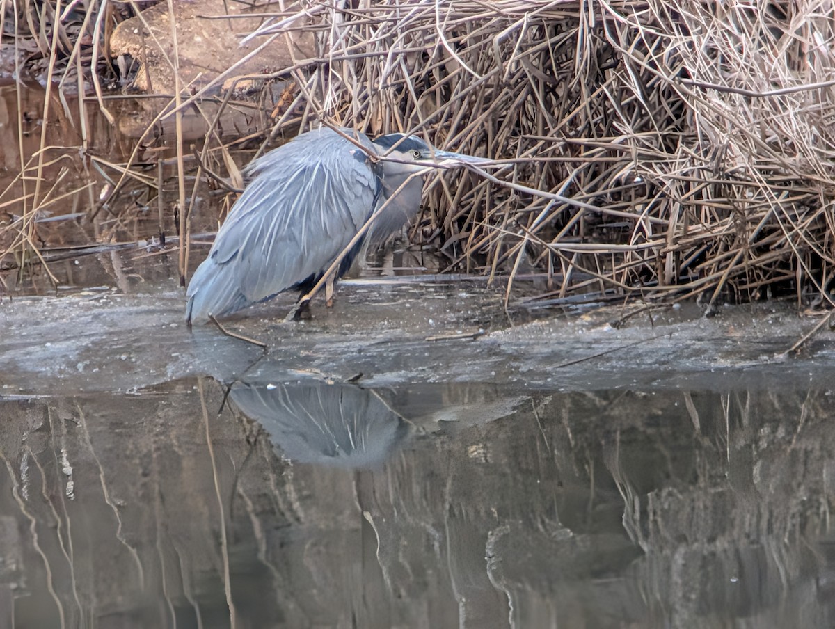 Great Blue Heron - ML647581798