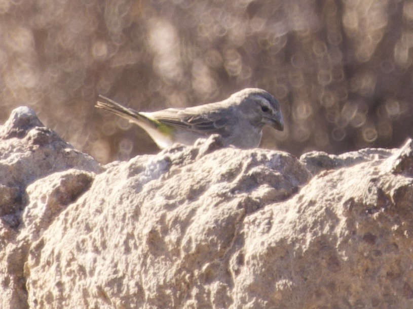 White-throated Canary - ML647581814