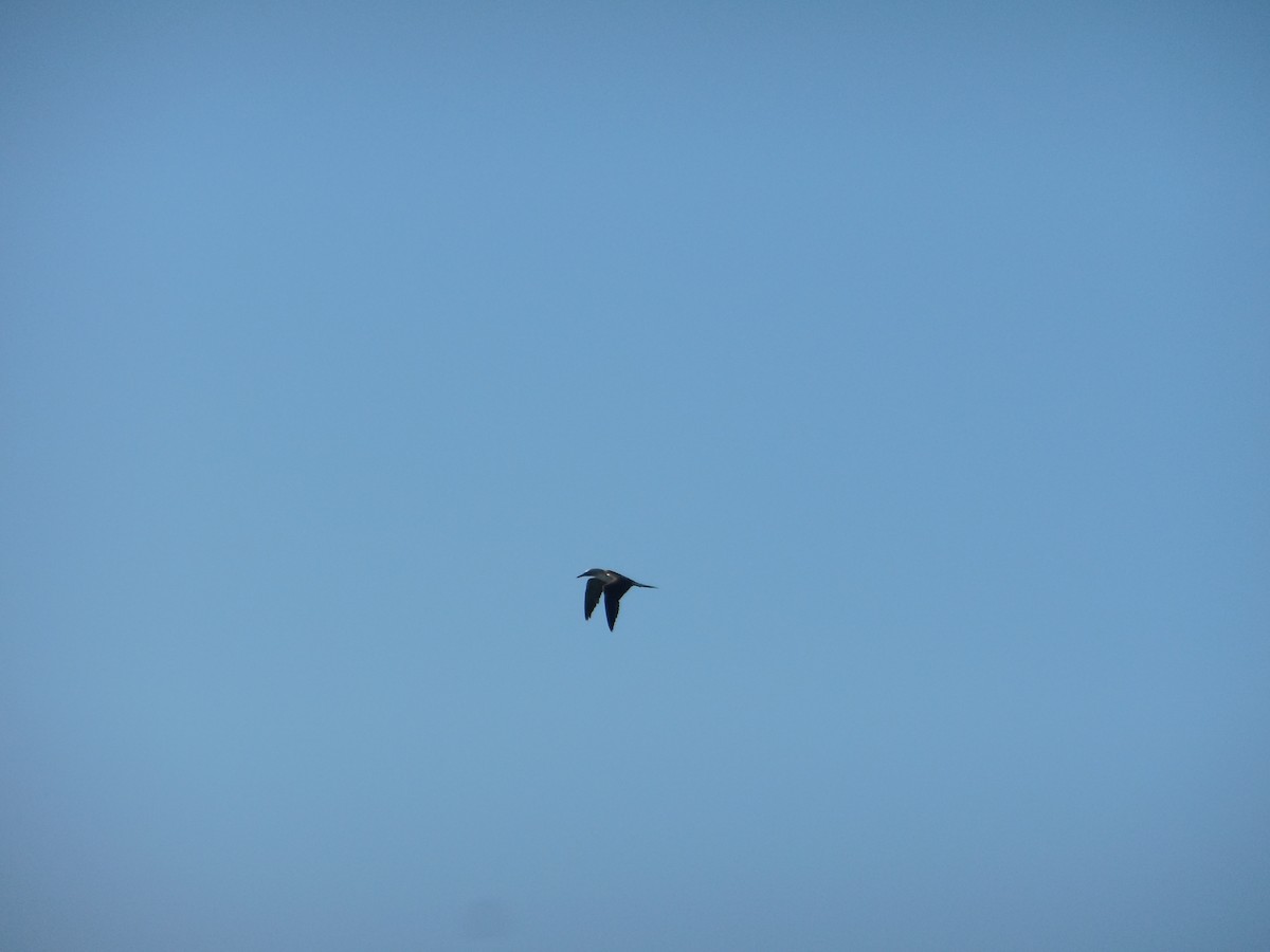 Blue-footed Booby - ML647581820