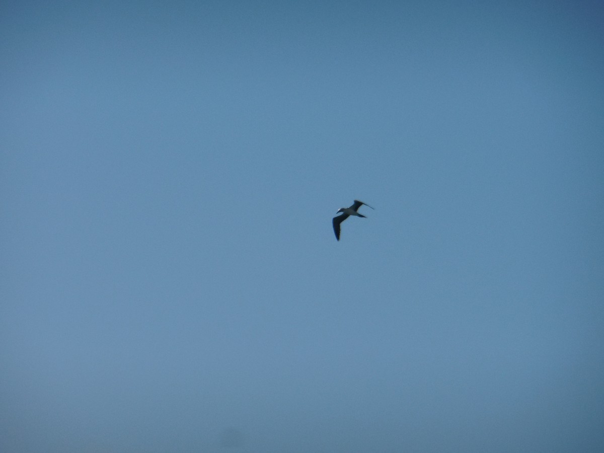 Blue-footed Booby - ML647581821