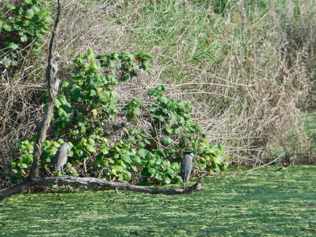 Yellow-crowned Night Heron - ML647581827