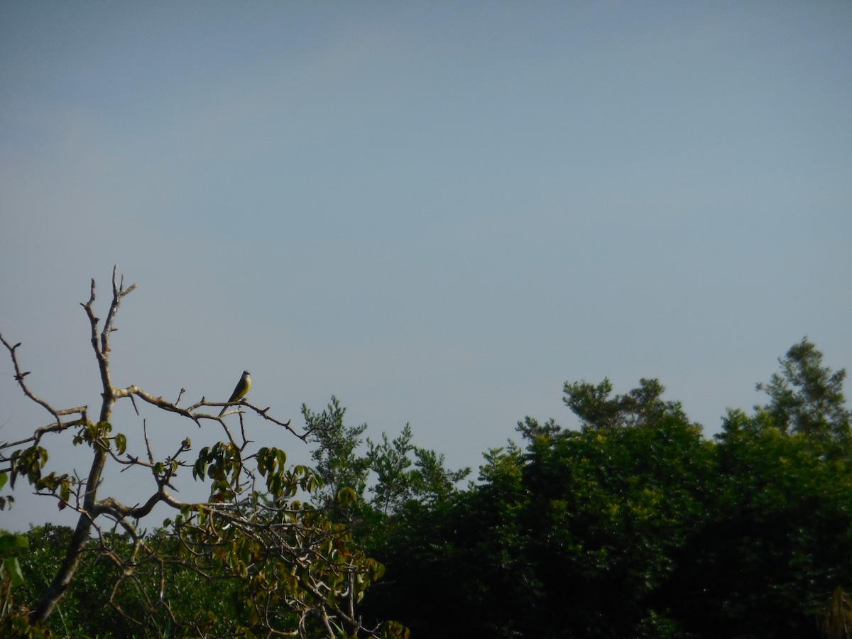 Tropical Kingbird - ML647581835