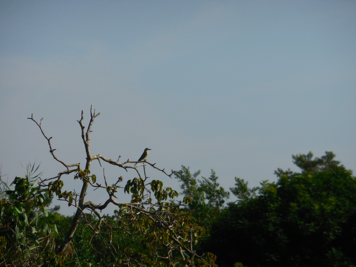 Tropical Kingbird - ML647581836