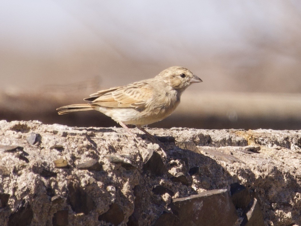 Lark-like Bunting - ML647581847