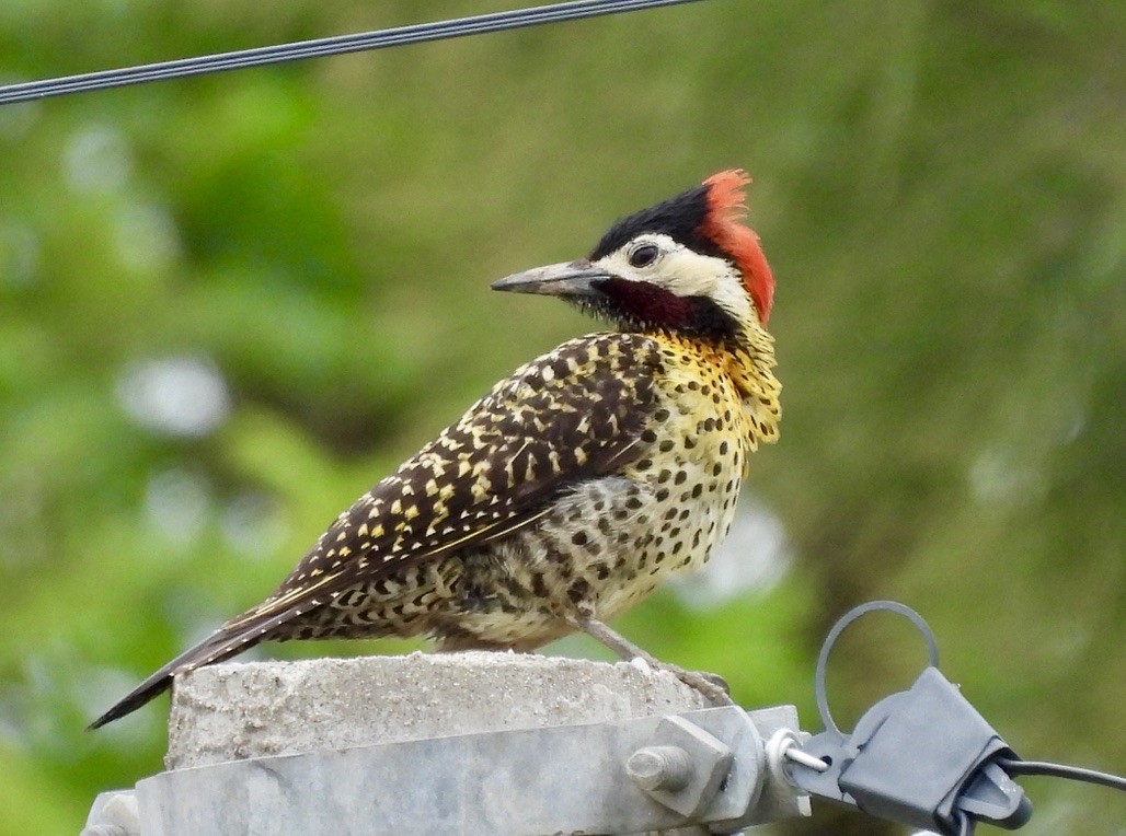 Черноусый дятел - ML647581851