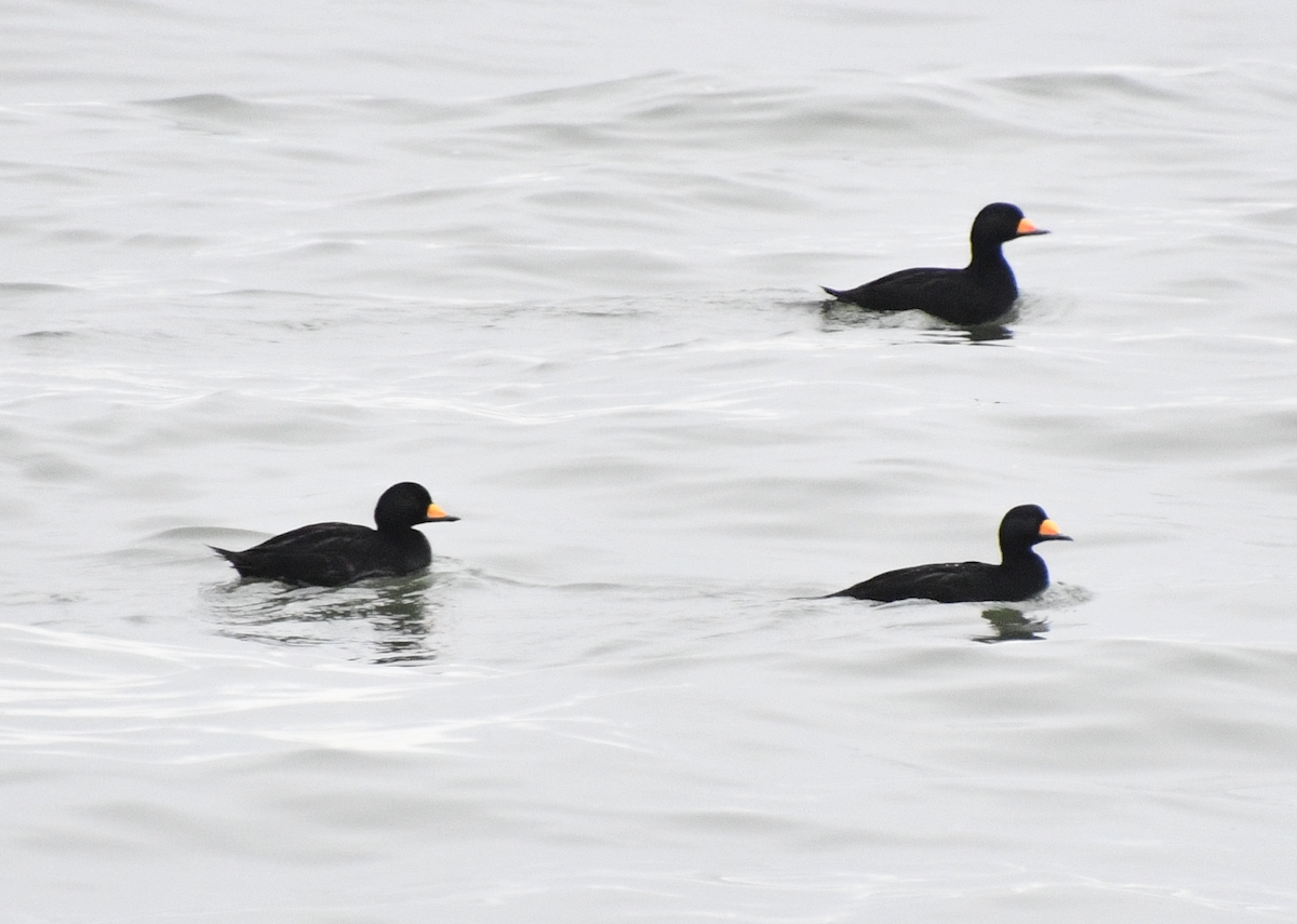 Black Scoter - ML647581867