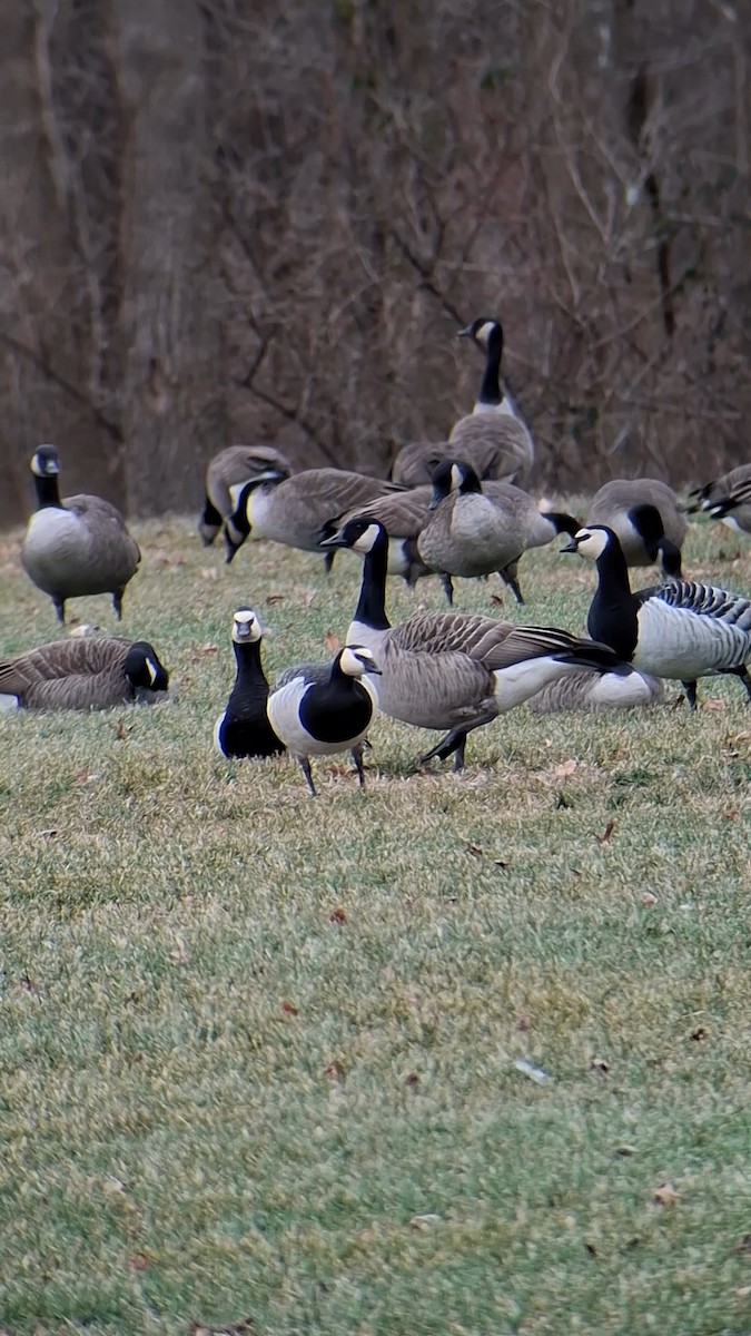 Barnacle Goose - ML647581871