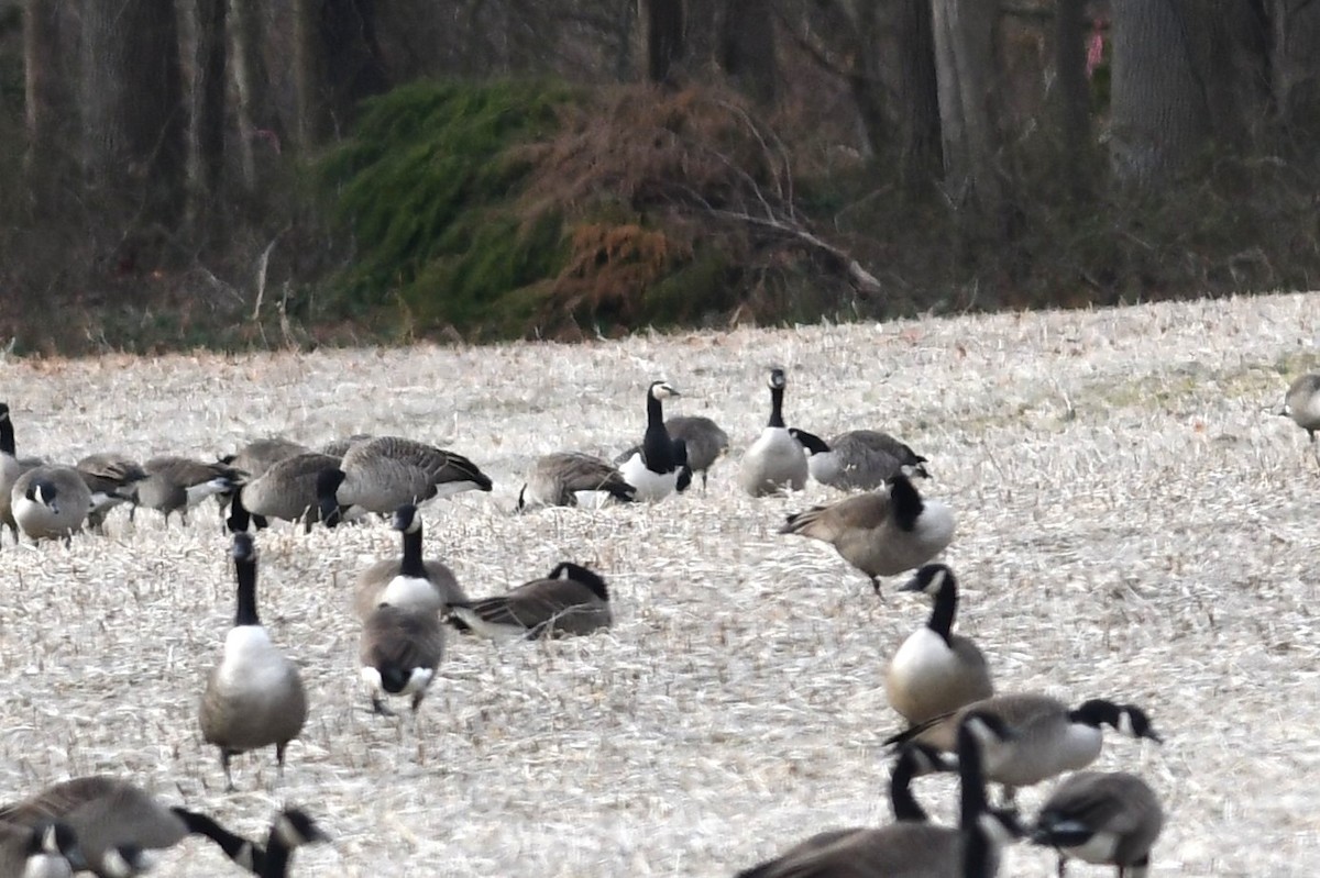 Barnacle Goose - ML647581878