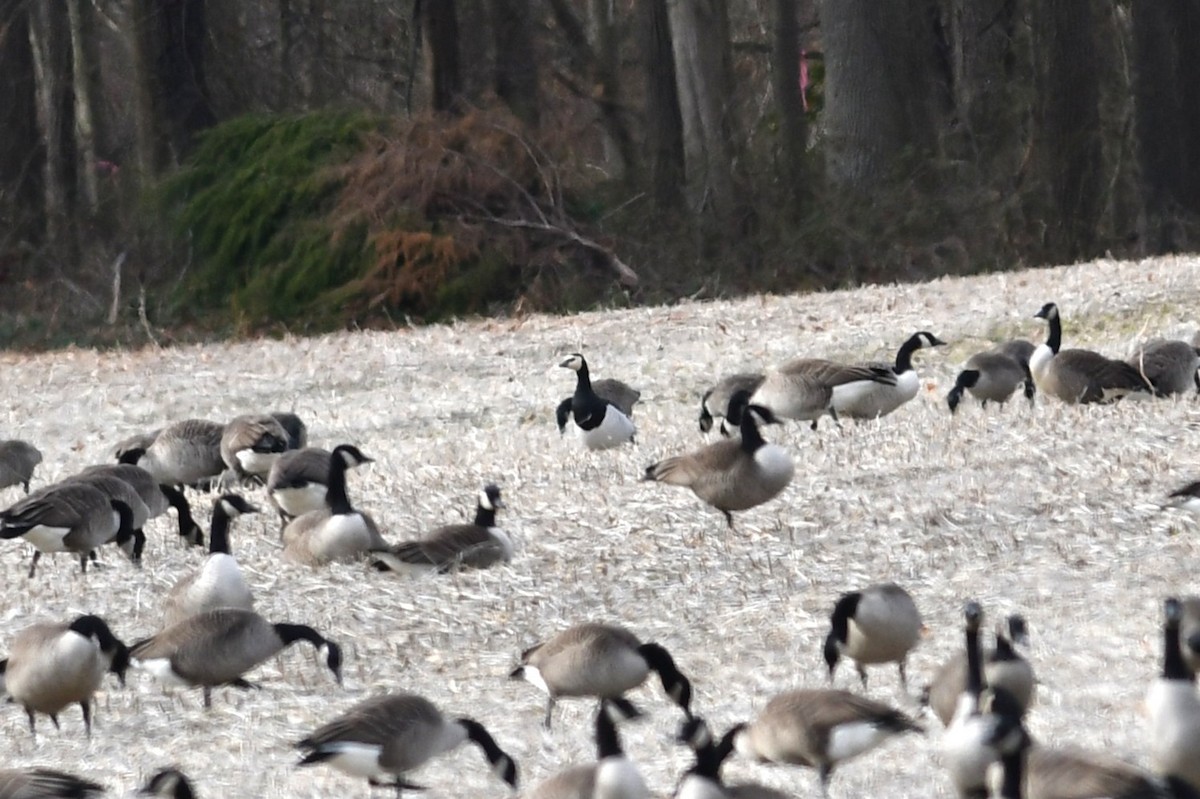 Barnacle Goose - ML647581881