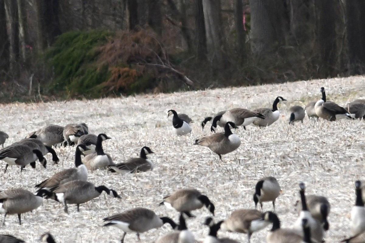 Barnacle Goose - ML647581884