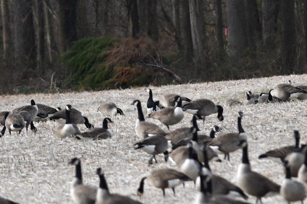 Barnacle Goose - ML647581888