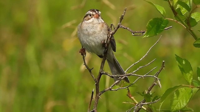 Clay-colored Sparrow - ML647581894