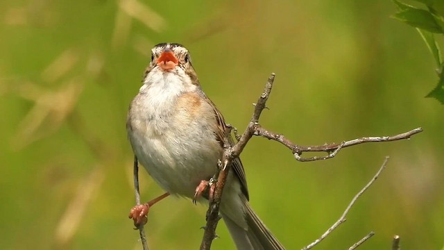 Clay-colored Sparrow - ML647581895