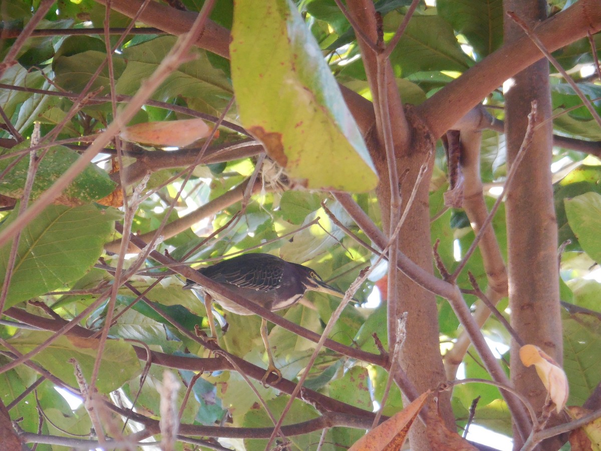 Green Heron - ML647581912