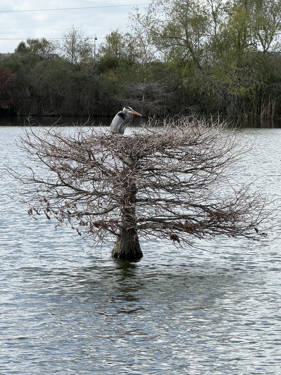 Great Blue Heron - ML647581922