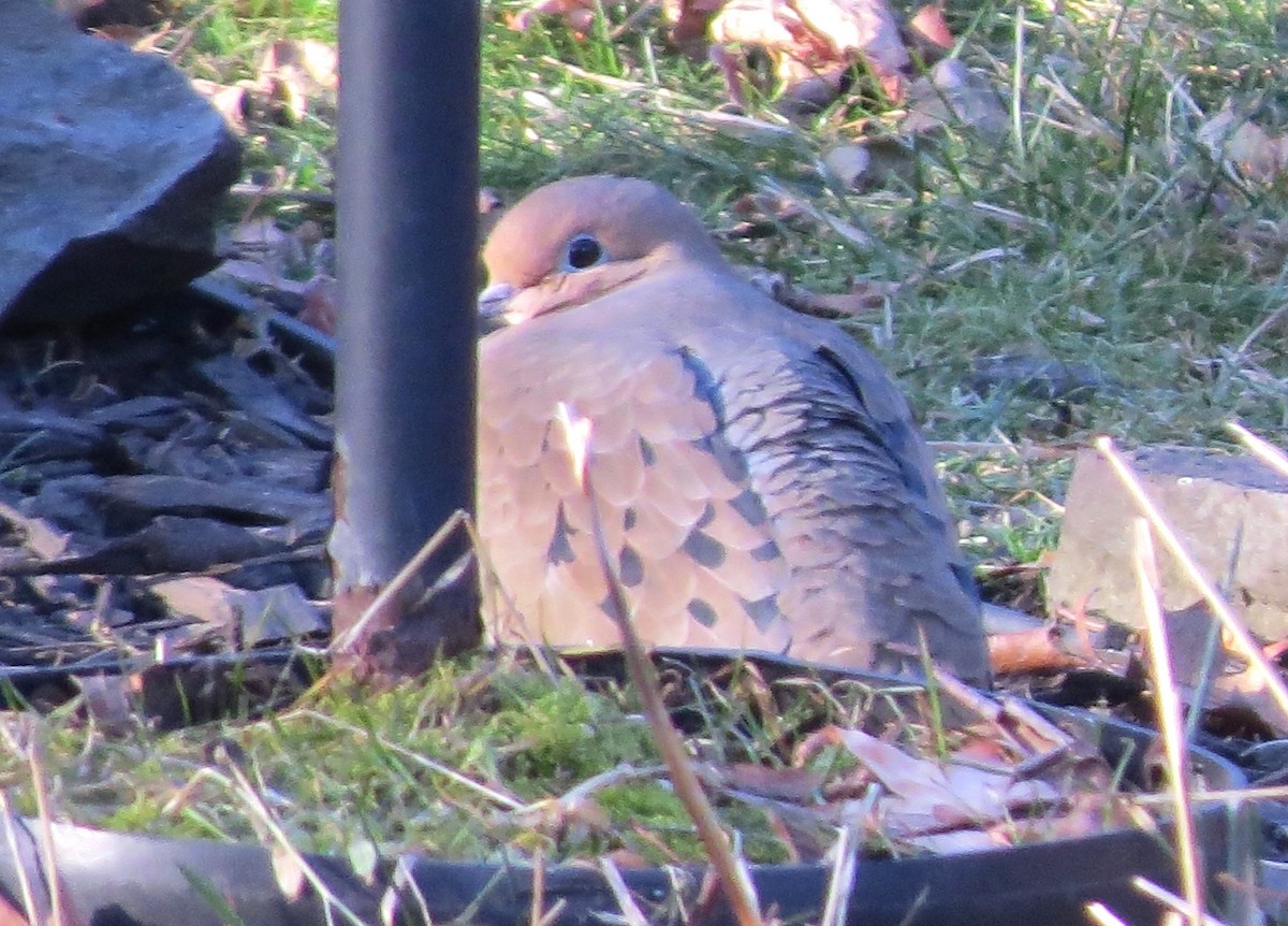 Mourning Dove - ML647581923