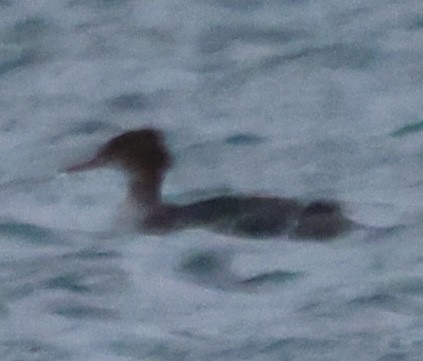 Red-breasted Merganser - ML647581925
