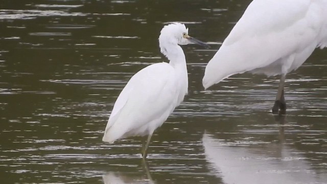 לבנית אמריקנית - ML647581937