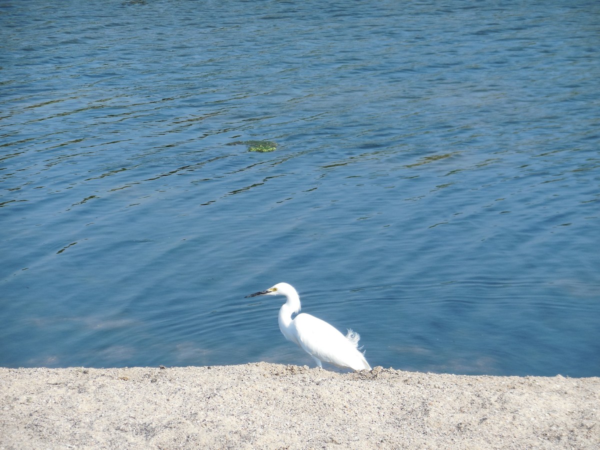 Snowy Egret - ML647581938