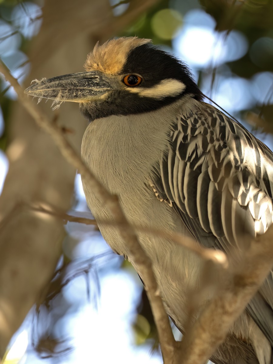 Yellow-crowned Night Heron - ML647581943