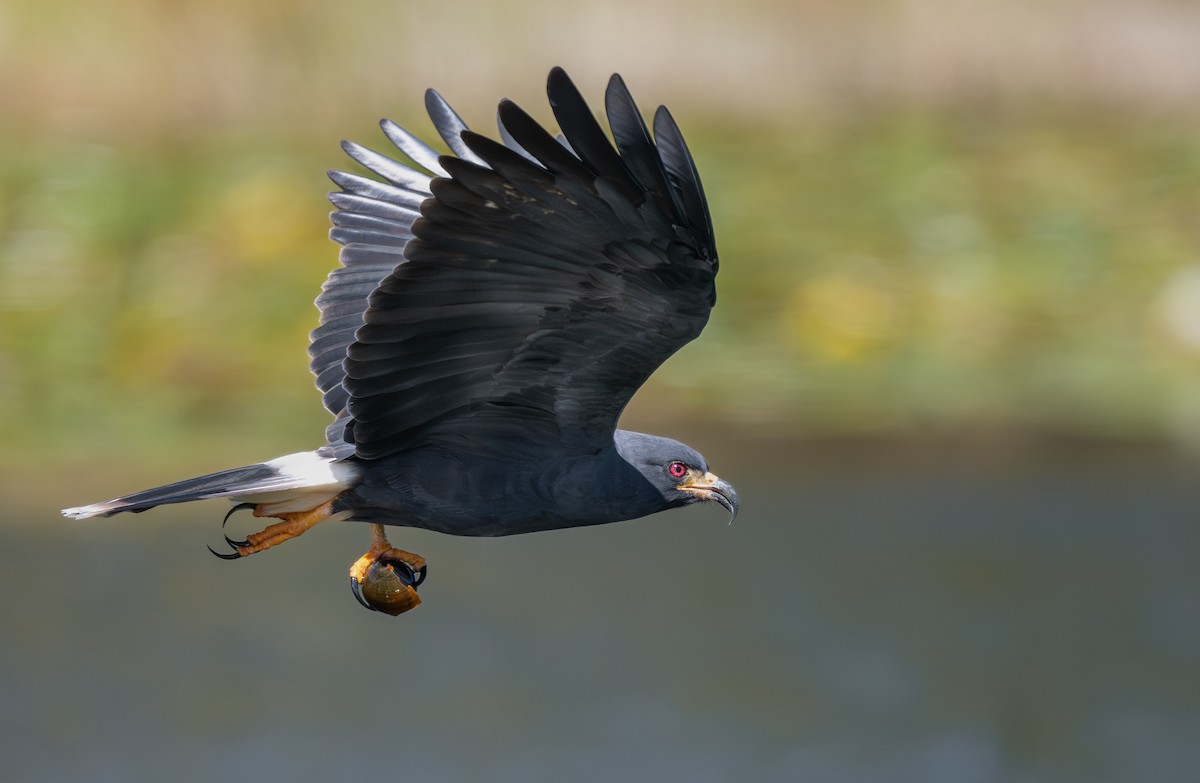 Snail Kite - ML647581944