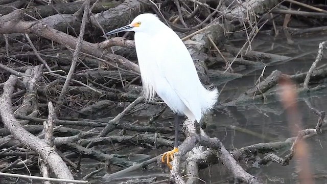 לבנית אמריקנית - ML647581956