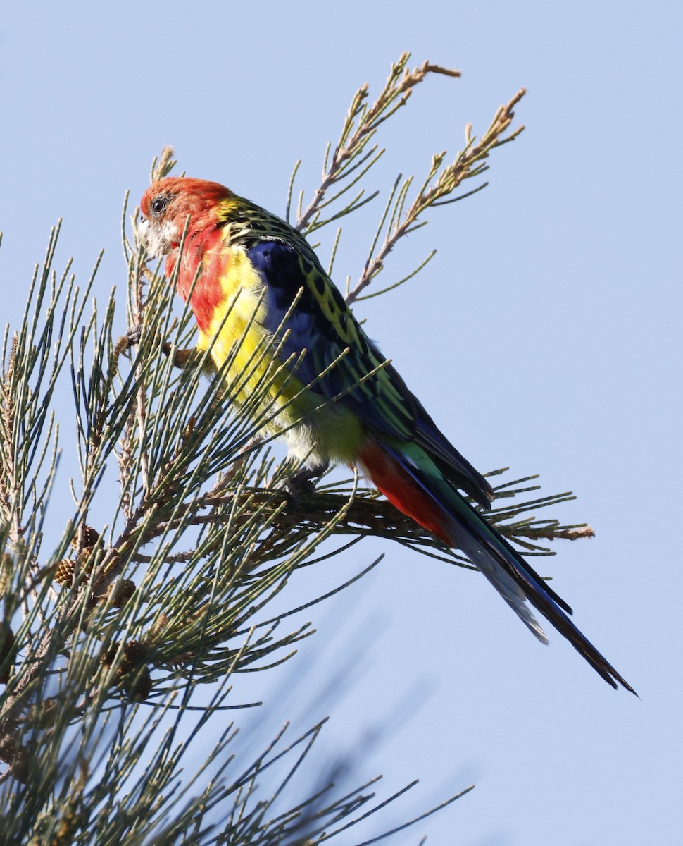 Eastern Rosella - ML647581958
