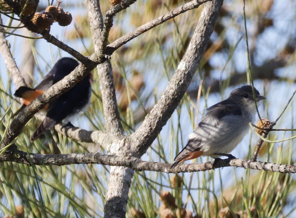Picaflores Golondrina - ML647581963